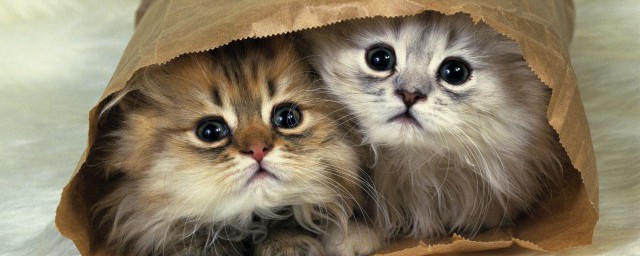 猫咪喜欢被抚摸的表现有哪些 从哪些表现能看出猫咪喜欢被抚摸呢