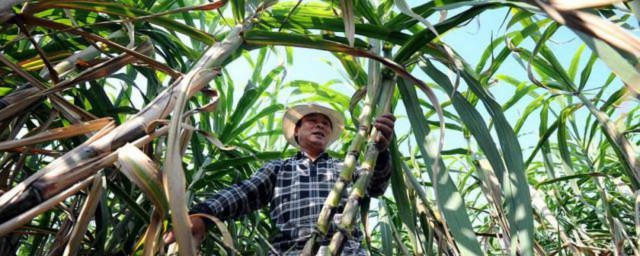 甘蔗不甜怎样办 甘蔗不甜解决技巧