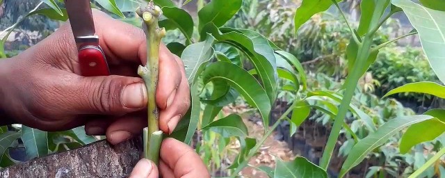 照顾果树的技巧 怎样照顾果树