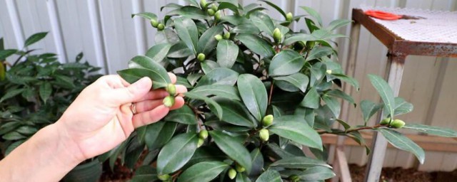 茶花倒盆处理技巧 茶花倒盆需要注意什么