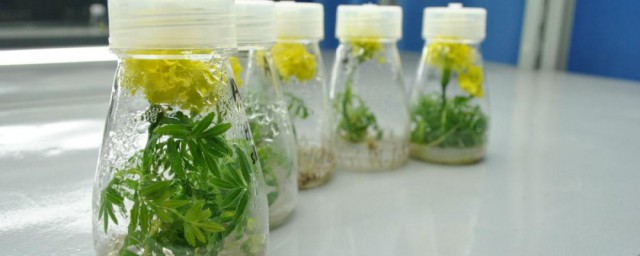 植物组织培养的过程 植物组织培养的过程简介