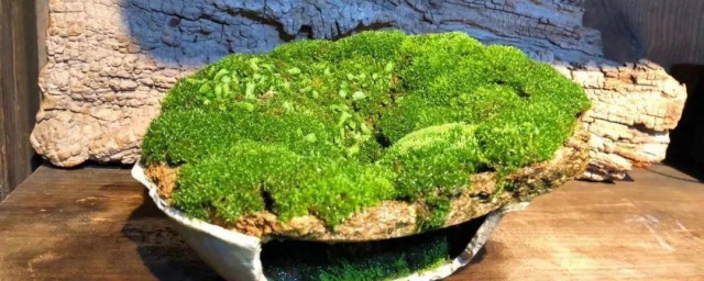 青苔爆缸的最佳办法 青苔如何爆缸