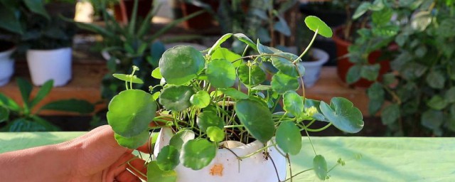 养殖铜钱草的要领 怎么养殖铜钱草