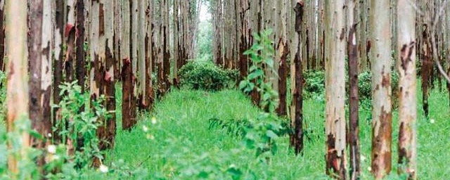 林地主要树种施肥要领 怎么样给林地树种施肥方式