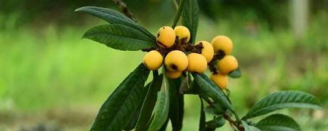 冬季移栽枇杷树的种植方法 枇杷树如何移栽