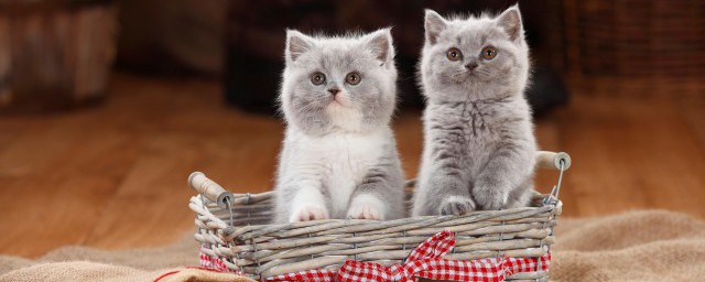 防猫上床小技巧 防猫上床的4个技巧