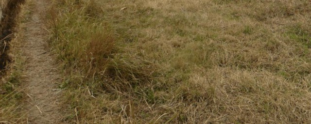 农村荒地除草技巧 农村荒地怎样除草