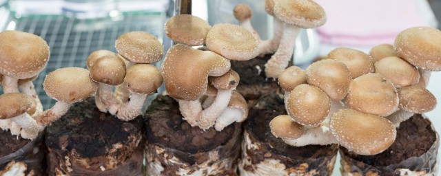 咖啡渣种蘑菇要领 咖啡渣种蘑菇全流程操作要领分享