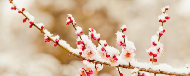 踏雪寻梅的意思是 踏雪寻梅指的是什么