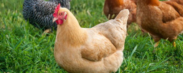 养殖肉鸡通风办法 养殖肉鸡如何通风