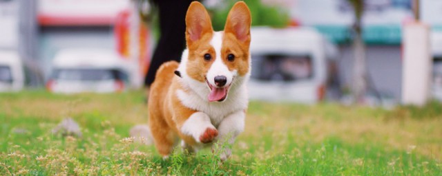 狗狗月经期护理 狗狗生理期可以洗澡吗