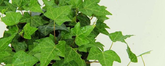 防止花盆生虫的小妙招 怎样防止花盆生虫