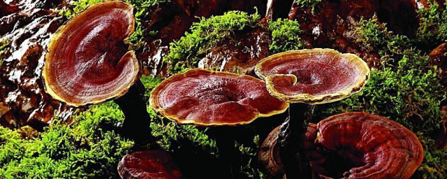 灵芝和什么一起泡水好 灵芝怎么泡水好