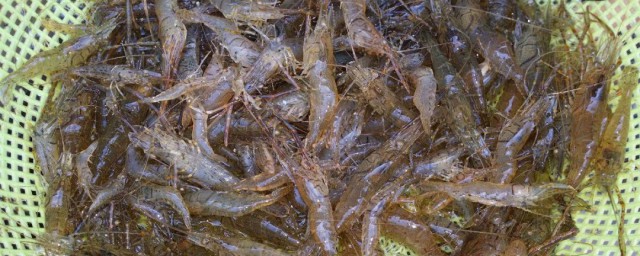 怎样做虾给宝宝吃 做虾给宝宝吃技巧