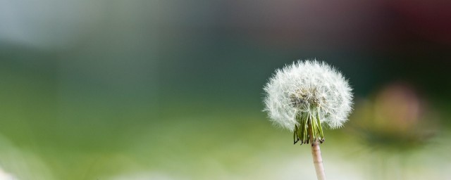 蒲公英炒好还是不炒好 什么人不适合喝炒过的蒲公英茶