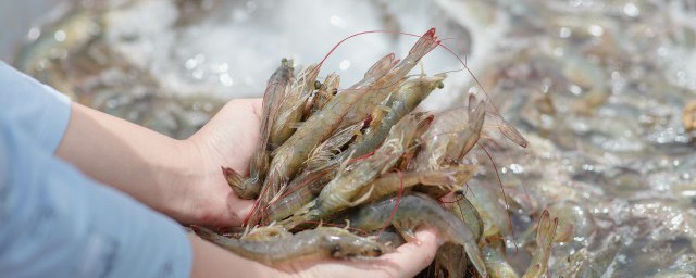 运输鲜虾怎样保存技巧 活虾长途带怎样保鲜