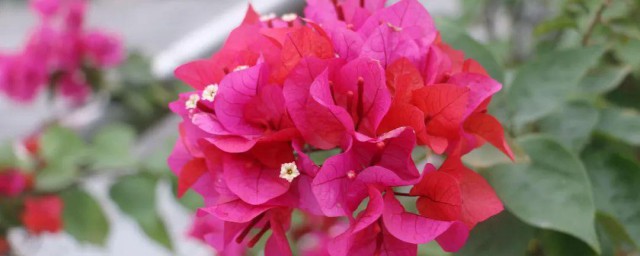 光叶子花怎样修剪 怎样修剪光叶子花