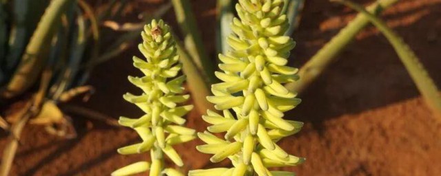 芦荟的花是什么样子的 芦荟的花外形是什么样的