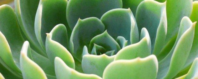 宝石花怎样分盆 宝石花怎样分盆