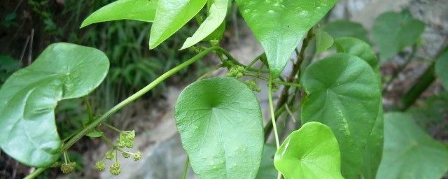 双子叶植物的主要特征 双子叶植物的主要特征是什么