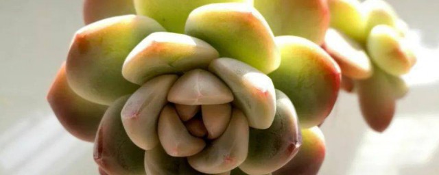 吉娃莲的特点 吉娃莲的特点是什么