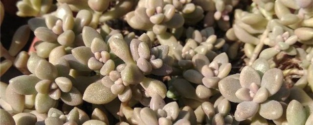 姬秋丽夏天怎样养 夏季养殖姬秋丽的教程