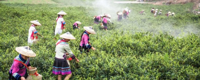 莓茶是什么 什么是莓茶