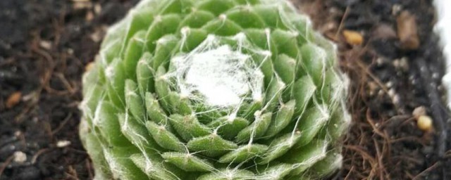 蛛丝卷绢的特点 蛛丝卷绢的特点是什么
