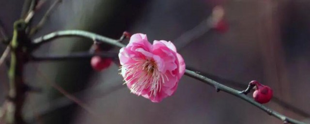 梅花的介绍以及特点 梅花简单介绍