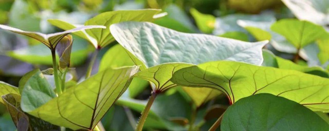 番薯叶怎样种 番薯叶怎样种呢