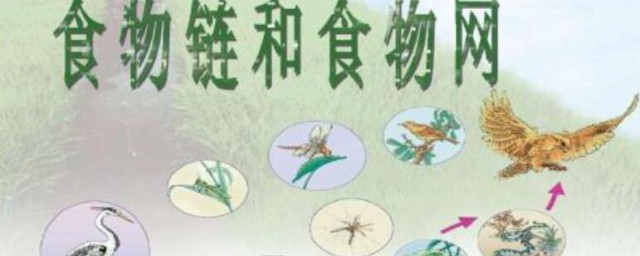 什么是食物链和食物网 食物链和食物网分别是什么