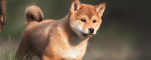 柴犬怎样挑选 柴犬的挑选技巧