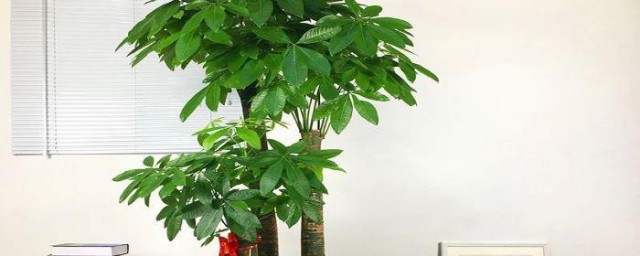 发财树怎样挑选 发财树选购的妙招