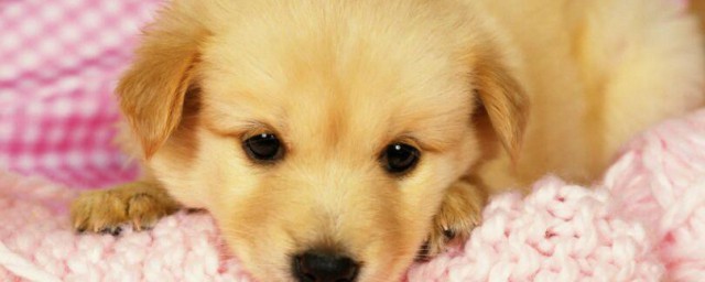 金毛幼犬颜色怎样挑选 金毛幼犬颜色挑选技巧