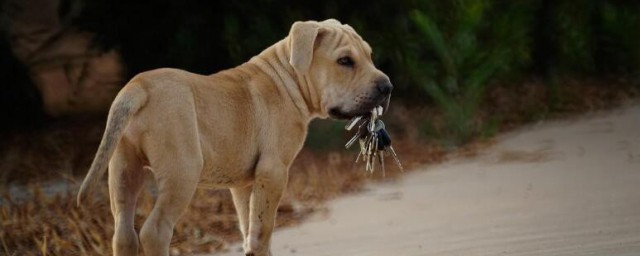 比特幼犬怎样挑选 比特幼犬怎样挑选
