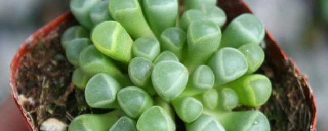 五十铃玉开花后怎样处理 五十铃玉开花后处理技巧