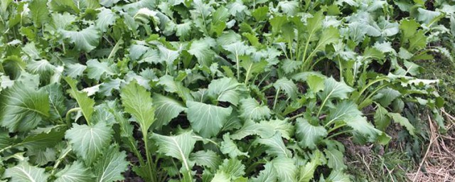 雪里红如何种植 雪里红种植技术