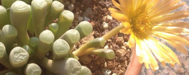 五十铃玉的花期多长 五十铃玉的花期一般多长时间