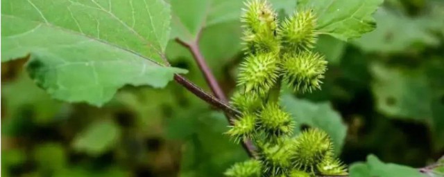 苍耳的种子如何传播 苍耳的种子传播方式