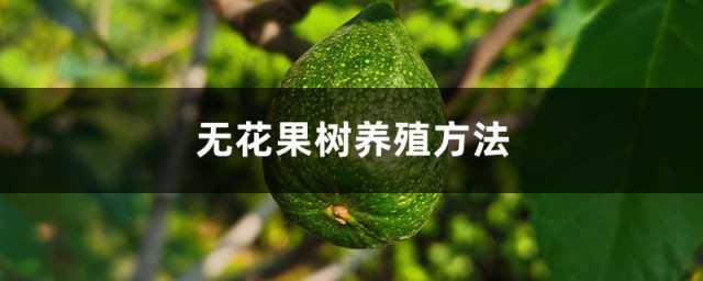 无花果怎样种植? 无花果树养殖技巧