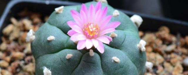 乌羽玉怎样种 怎样种植乌羽玉