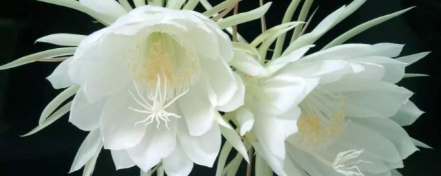 昙花被冻了怎么处理 如何解决昙花被冻了