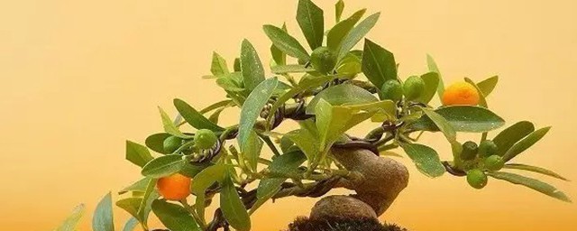 金豆盆景是什么植物 金豆盆景的介绍