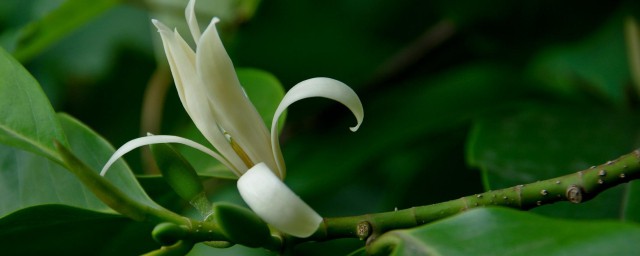 白兰花受冻怎样挽救 怎样解决白兰花受冻