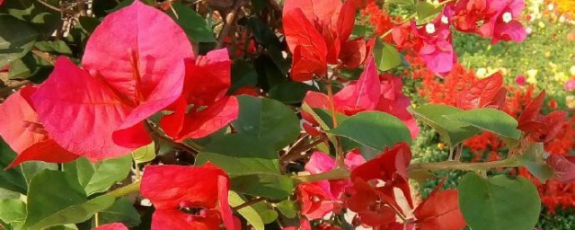 光叶子花的寓意 光叶子花有哪些寓意