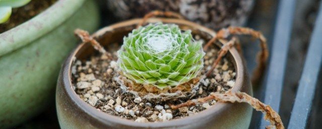 蛛丝卷绢怎么防止开花 如何避免蛛丝卷绢开花