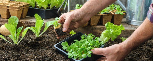 冬季露地菠菜怎样管理 冬季露地菠菜的管理技巧