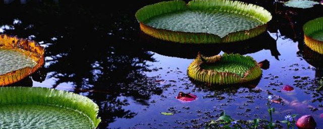 王莲怎样种植 怎样种植王莲