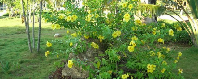 软枝黄蝉的花语 软枝黄蝉的花语是什么呢