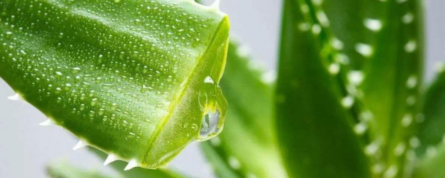 芦荟鲜叶的补水办法 芦荟鲜叶的补水办法介绍